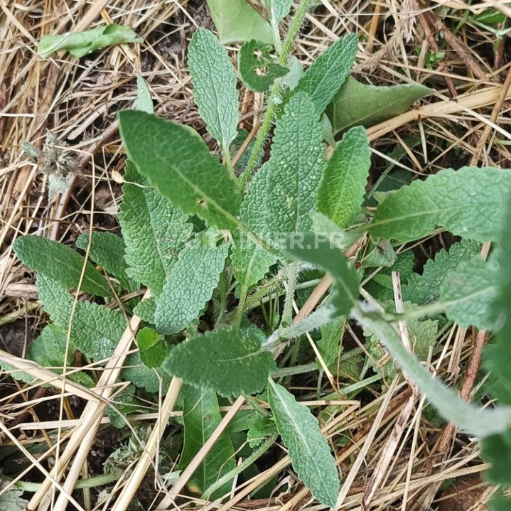 Sauge fausse-verveine, Salvia verbenaca image